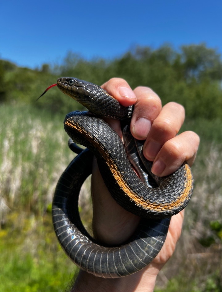 Santa Cruz Garter Snake